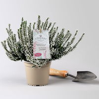 Calluna 'Garden Girls® Lönneby', weiß, Topf-Ø 13 cm, 6 Pflanzen