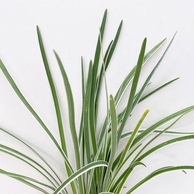 Bio Kräuter-Set 'Pizza & Pasta', 5 Pflanzen, Topf-Ø 12cm Bio Kräuter-Set 'Pizza & Pasta', 5 Pflanzen, Topf-Ø 12cm