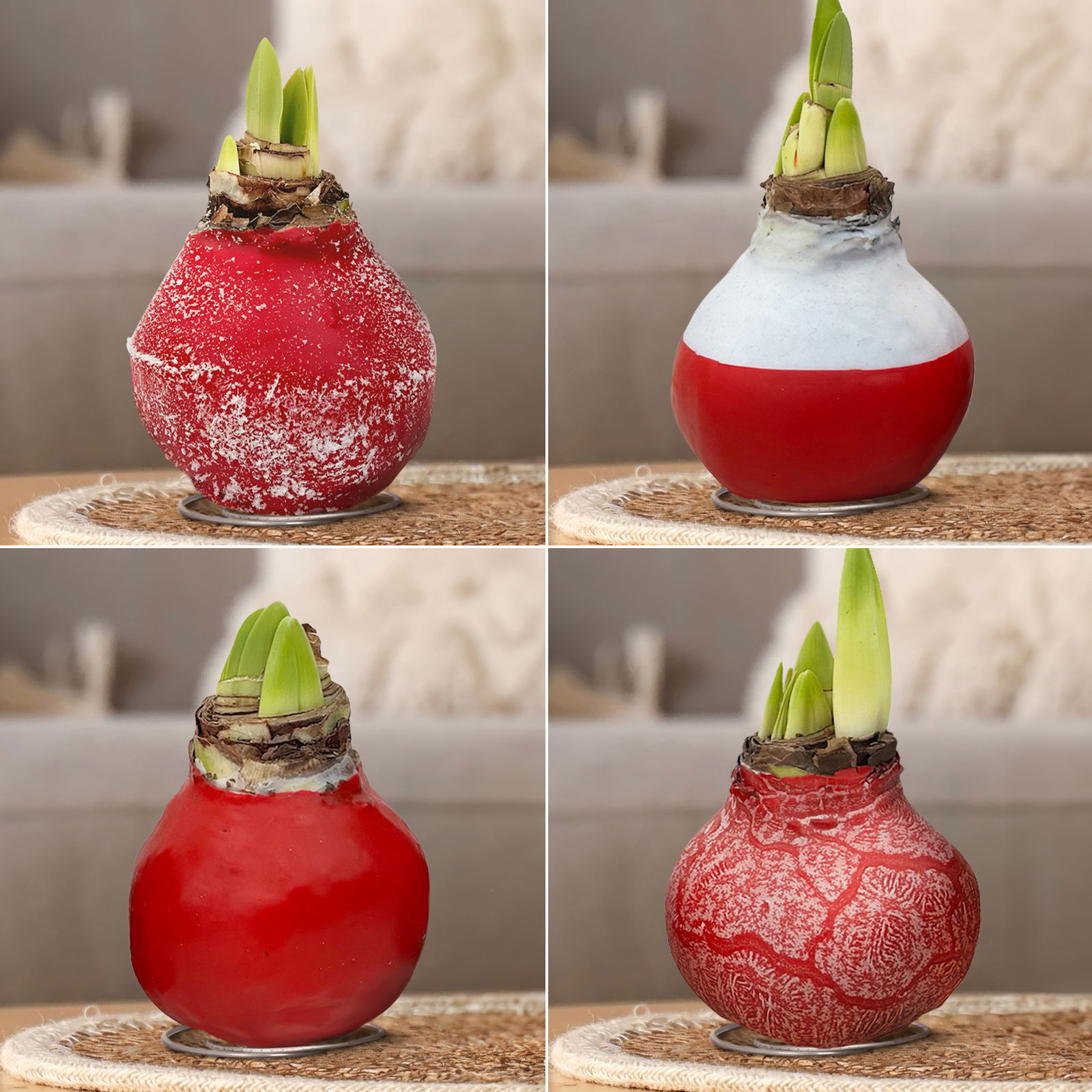 Gewachste XL-Amaryllis- Zwiebel 'Mandela', dunkelrote Blüte