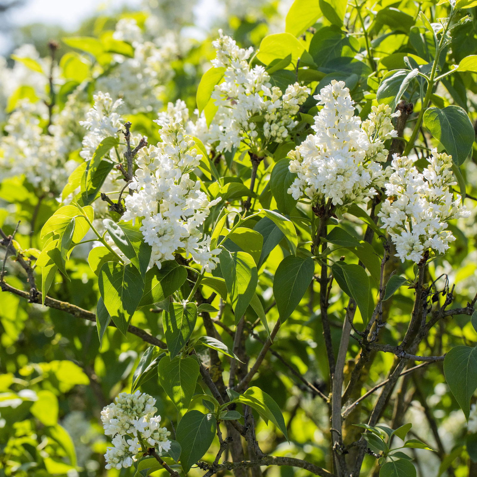 Dufthecke-Blütensträucher XL, 20er-Set, Höhe 80-100 cm, Topf 12+20 Liter