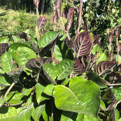 Blu Bio Käsekraut, Topf-Ø 12 cm, 6er Set Blu Bio Käsekraut, Topf-Ø 12 cm, 6er Set