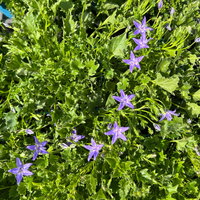 Bio Campanula garganica blau, Topf 11x11 cm, 3 Pflanzen Bio Campanula garganica blau, Topf 11x11 cm, 3 Pflanzen