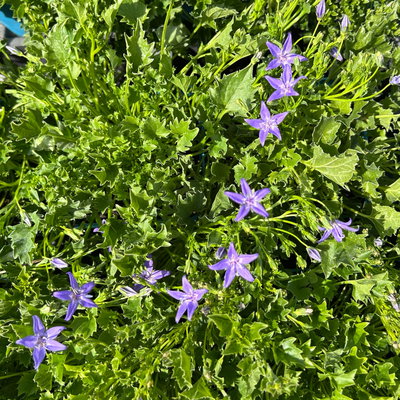 Bio Campanula garganica blau, Topf 11x11 cm, 3 Pflanzen Bio Campanula garganica blau, Topf 11x11 cm, 3 Pflanzen