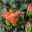 Hibiskus, Farbe zufällig, Busch, Topf-Ø 17 cm, Höhe ca. 40 cm
