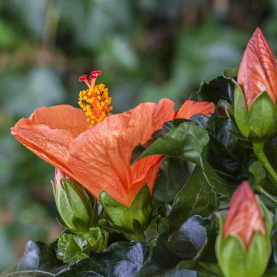 Hibiskus, orange, Busch, Topf-Ø 17 cm, 2 Pflanzen