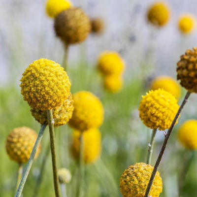 Craspedia gelb, Topf-Ø 17 cm Craspedia gelb, Topf-Ø 17 cm