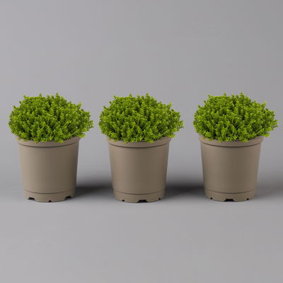 Hebe 'Green Globe', Topf-Ø 12cm, 3er-Set