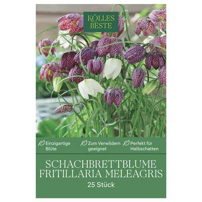 Schachbrettblume (Fritillaria Meleagris) lila/weiß, 25 Blumenzwiebeln