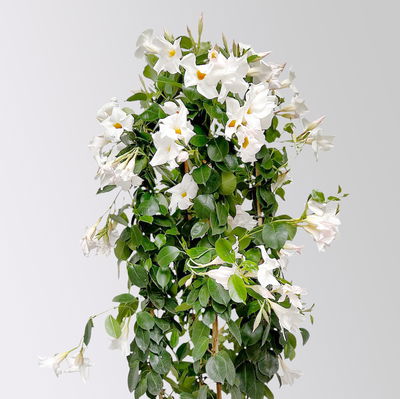 Dipladenie, weiß, Doppelbogen, Topf-Ø 21 cm, Höhe ca. 90 cm Dipladenie, weiß, Doppelbogen, Topf-Ø 21 cm, Höhe ca. 90 cm