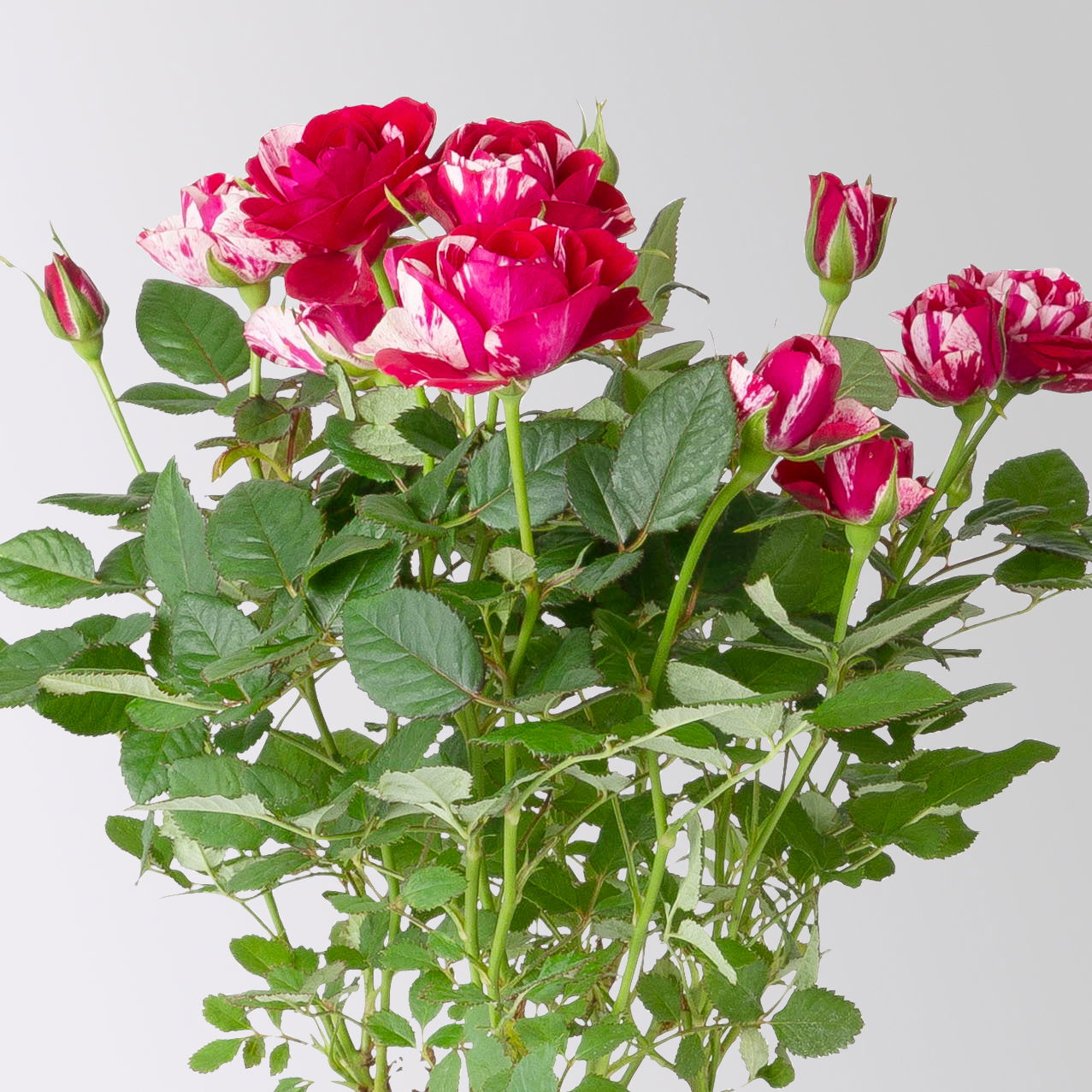 Rose 'Gigi' rot-weiß, Topf-Ø 10,5 cm, 3er-Set