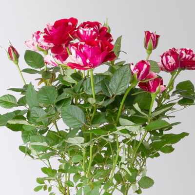 Rose 'Gigi', rot-weiß, Topf-Ø 10,5 cm, 3 Pflanzen