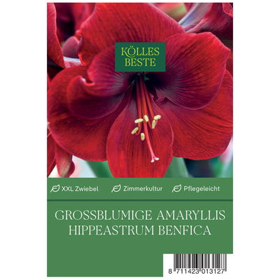 Großblumige Amaryllis Benfica dunkelrot, 1 Blumenzwiebel