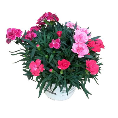 Dianthus 'Trio', rot-rosa-weiß, Topf -Ø 13 cm, 6 Pflanzen