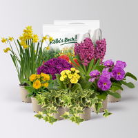 Pflanzenkreation Primelliebe, 9 Pflanzen inkl. Erde