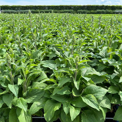 Kölles Beste Fingerhut 'Dalmatian Purple' violett, 3 Liter Topf Kölles Beste Fingerhut 'Dalmatian Purple' violett, 3 Liter Topf