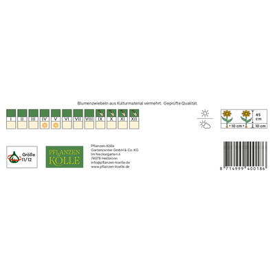 Kollektion 'Klassische Tulpen', Größe 11/12, 20 Blumenzwiebeln