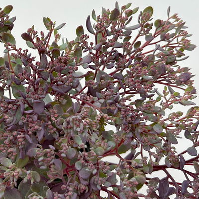 Garten-Fettblatt 'Red Canyon', pink, Topf-Ø 12 cm, 6er-Set Garten-Fettblatt 'Red Canyon', pink, Topf-Ø 12 cm, 6er-Set