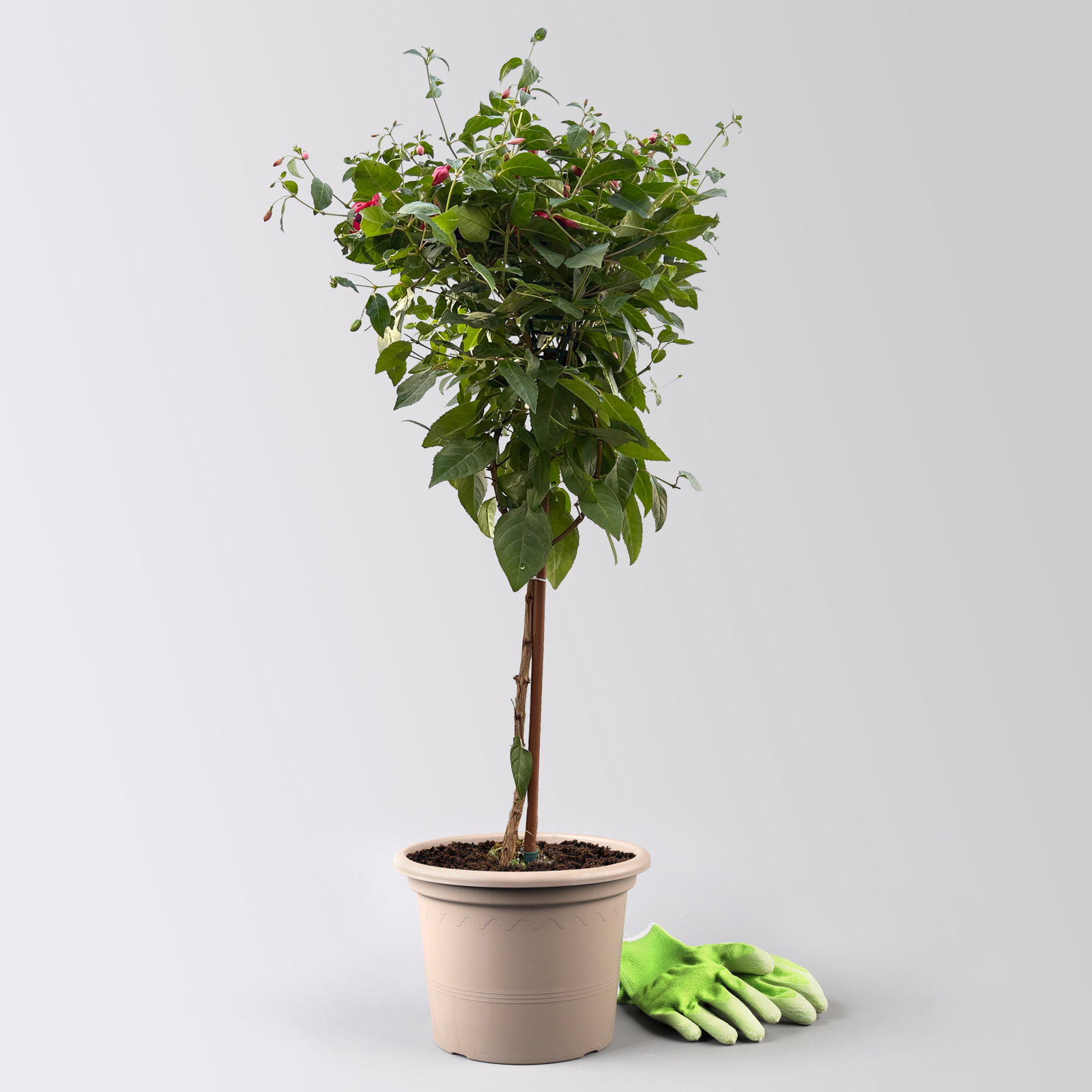 Fuchsie, Stamm, Farbe zufällig, Topf-Ø 23 cm Fuchsie, Stamm, Farbe zufällig, Topf-Ø 23 cm