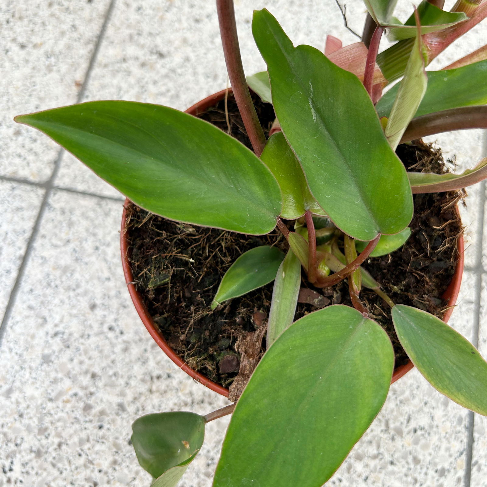 Philodendron mayoi, Topf-Ø 15 cm, Höhe ca. 35 cm