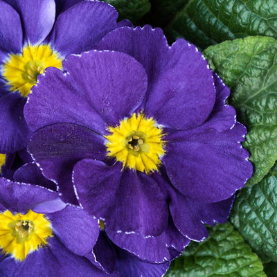 Primel blau, Topf-Ø 10,5 cm, 8 Pflanzen Primel blau, Topf-Ø 10,5 cm, 8 Pflanzen