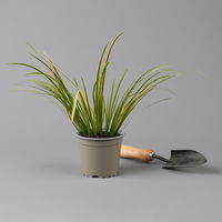 Kalmus 'Ogon' grün-gelb, Topf-Ø 12 cm, 3 Pflanzen