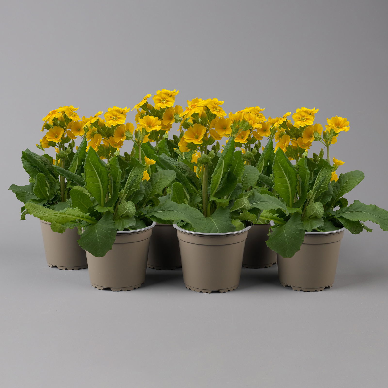 Garten-Schlüsselblume 'Solaris® Gold' goldgelb, Topf-Ø 13 cm, 6er-Set