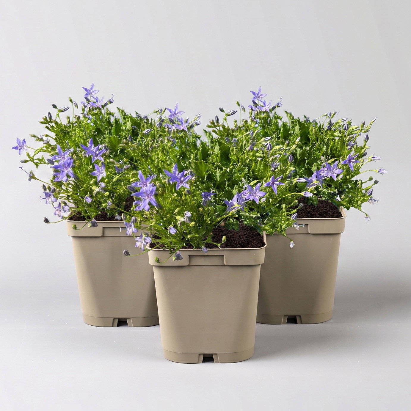 Bio Campanula garganica blau, Topf 11x11 cm, 3 Pflanzen Bio Campanula garganica blau, Topf 11x11 cm, 3 Pflanzen
