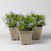 Bio Campanula garganica blau, Topf 11x11 cm, 3 Pflanzen Bio Campanula garganica blau, Topf 11x11 cm, 3 Pflanzen