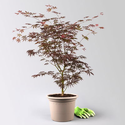 Roter Fächerahorn 'Trompenburg', Höhe 80-100 cm, Topf 10 Liter