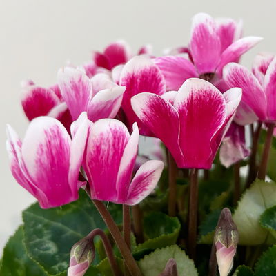 Alpenveilchen 'Exclusive® Odora' lila-weiß, duftend, Topf-Ø 10,5 cm, 4 Stück