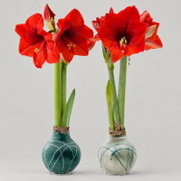 Amaryllis in Wachs XL, Dekor 'Forest Mix' Farbe zufällig, Blüte rot, 2 Pflanzen Amaryllis in Wachs XL, Dekor 'Forest Mix' Farbe zufällig, Blüte rot, 2 Pflanzen