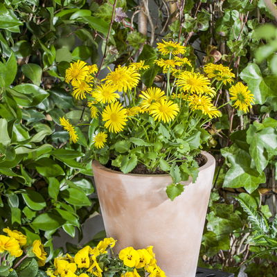 Gemswurz, gelb, Topf-Ø 13 cm, 6 Pflanzen Gemswurz, gelb, Topf-Ø 13 cm, 6 Pflanzen