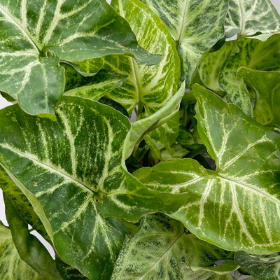 Syngonium 'Arrow', Topf-Ø 12cm, Höhe ca. 25 cm, 3 Stück Syngonium 'Arrow', Topf-Ø 12cm, Höhe ca. 25 cm, 3 Stück