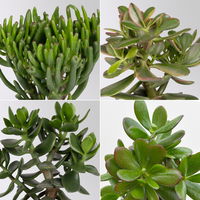 Geldbaum Mix, verschiedene Formen, Topf-Ø 12 cm, Höhe ca. 20 cm, 6 Pflanzen