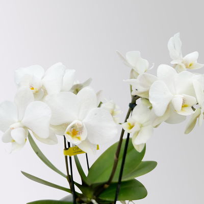 Mini-Phalaenopsis mit Keramiktopf, weiß, Topf-Ø 7 cm, 2 Pflanzen