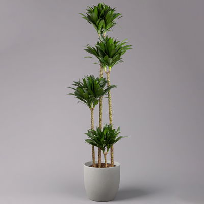 Duftender Drachenbaum 'Compacta', Topf-Ø 27 cm, Höhe ca. 160 cm