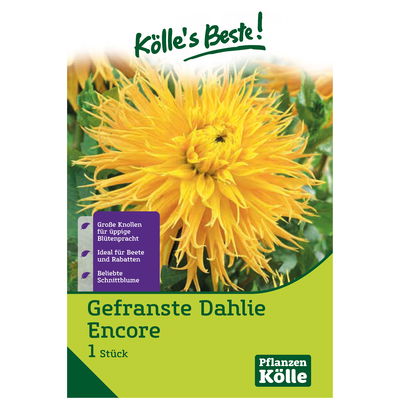 Gefranste Dahlien Encore, gelb, Größe 1, 1 Blumenknolle Gefranste Dahlien Encore, gelb, Größe 1, 1 Blumenknolle