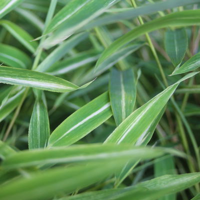 Bambus 'Feelia'Ⓢ, hellgrün, gestreift, Höhe 40 - 60 cm, Topf 5 Liter, 2 Stück