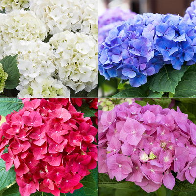 Ballhortensien in 4 Farben, 4er-Set, Höhe 30-40 cm, Topf 4 Liter (Pflanzware) Ballhortensien in 4 Farben, 4er-Set, Höhe 30-40 cm, Topf 4 Liter (Pflanzware)