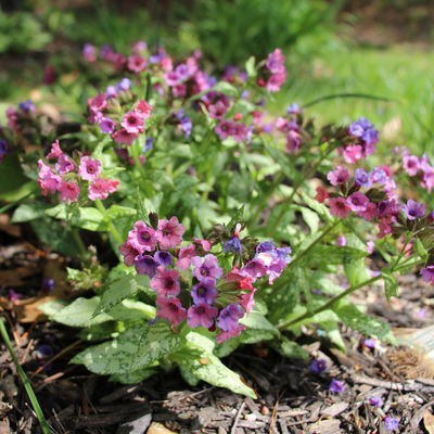 Bio Lungenkraut 'Silver Bouquet', rosa-blau, Topf-Ø 12 cm, 3 Pflanzen Bio Lungenkraut 'Silver Bouquet', rosa-blau, Topf-Ø 12 cm, 3 Pflanzen