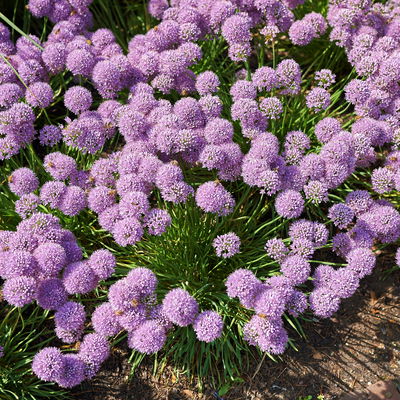 Bio Berglauch, hellrosa, Topf 11x11 cm, 3 Pflanzen