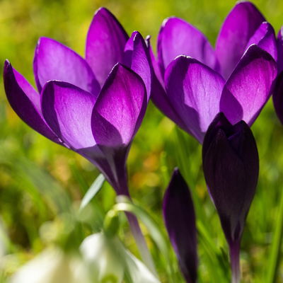 Krokus Mini blau, Topf-Ø 6 cm, 10 Pflanzen