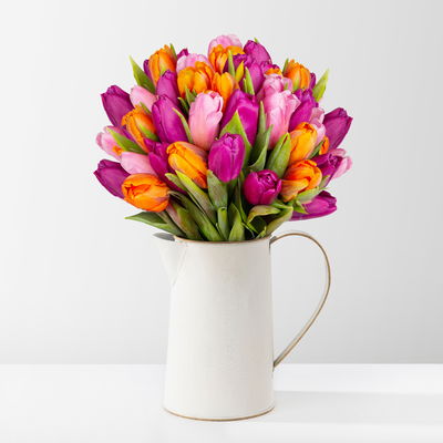 50 Tulpen, lila, pink & orange