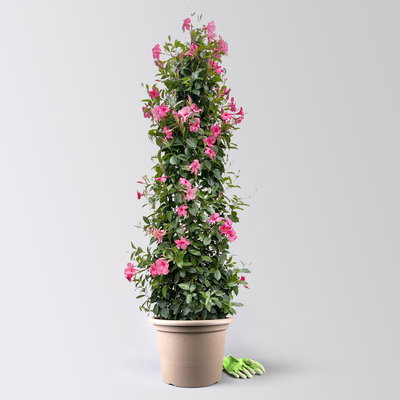 Dipladenie rosa, XL-Pyramide, Topf-Ø 40 cm, Höhe ca. 180 cm