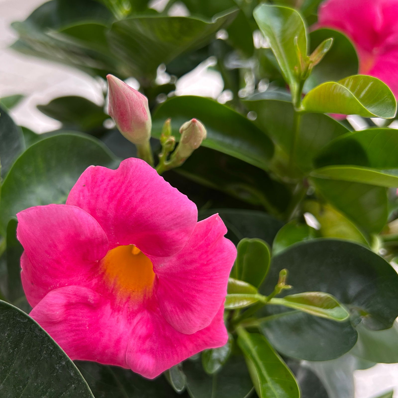Dipladenie 'Qdeville®', rosa, buschartig, Topf-Ø 23 cm, Höhe ca. 50 cm