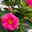 Dipladenie 'Qdeville®', rosa, buschartig, Topf-Ø 23 cm, Höhe ca. 50 cm
