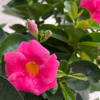 Dipladenie 'Qdeville®', rosa, buschartig, Topf-Ø 23 cm, Höhe ca. 50 cm