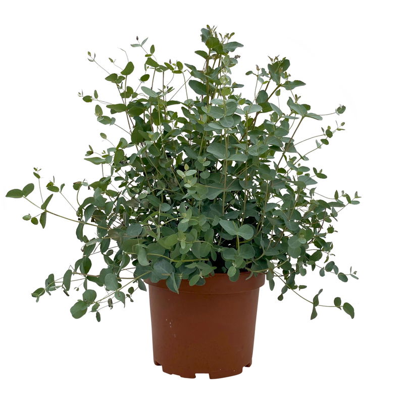 Eukalyptus, Busch, TopfØ 19 cm, Höhe ca. 45 cm online kaufen