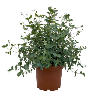 Eukalyptus, Topf-Ø 19 cm, Höhe ca. 45 cm