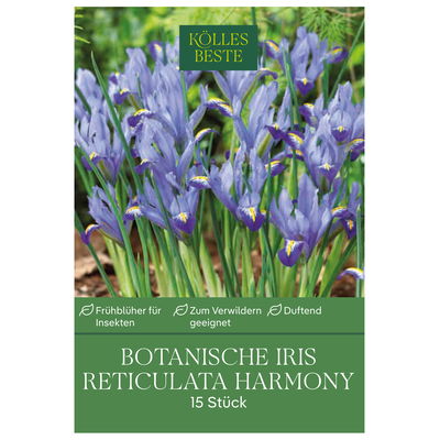 Botanische Iris Reticulata Harmony blau, 15 Blumenzwiebeln Botanische Iris Reticulata Harmony blau, 15 Blumenzwiebeln